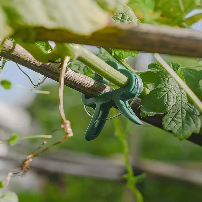 Clips para plantas de jardín | Soportes para sujeción y crecimiento