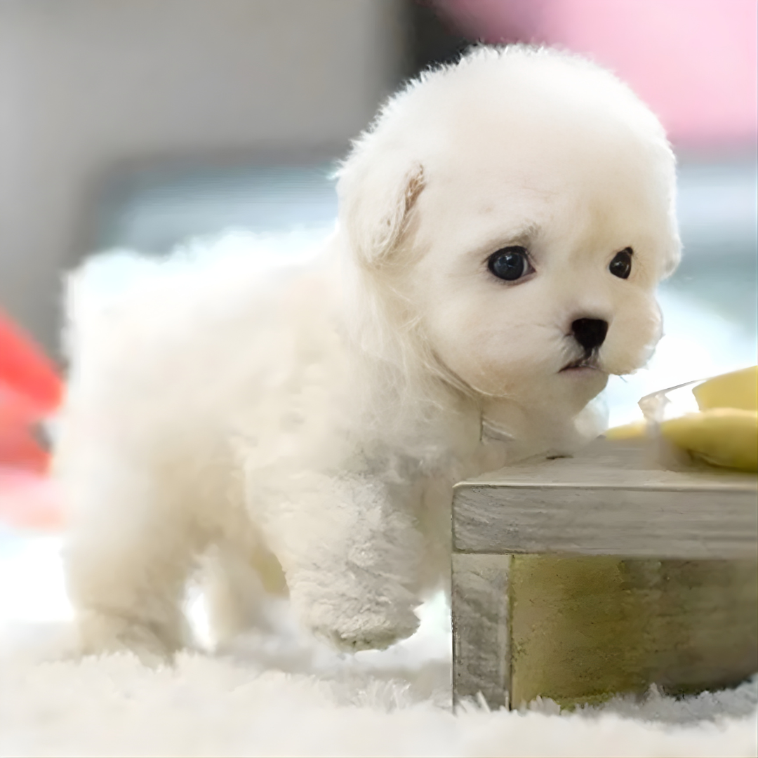 Buddy Robot™ – Perrito Robot Realista