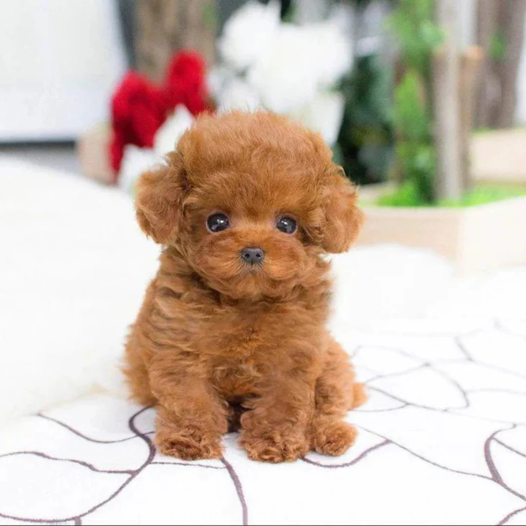 Buddy Robot™ – Perrito Robot Realista