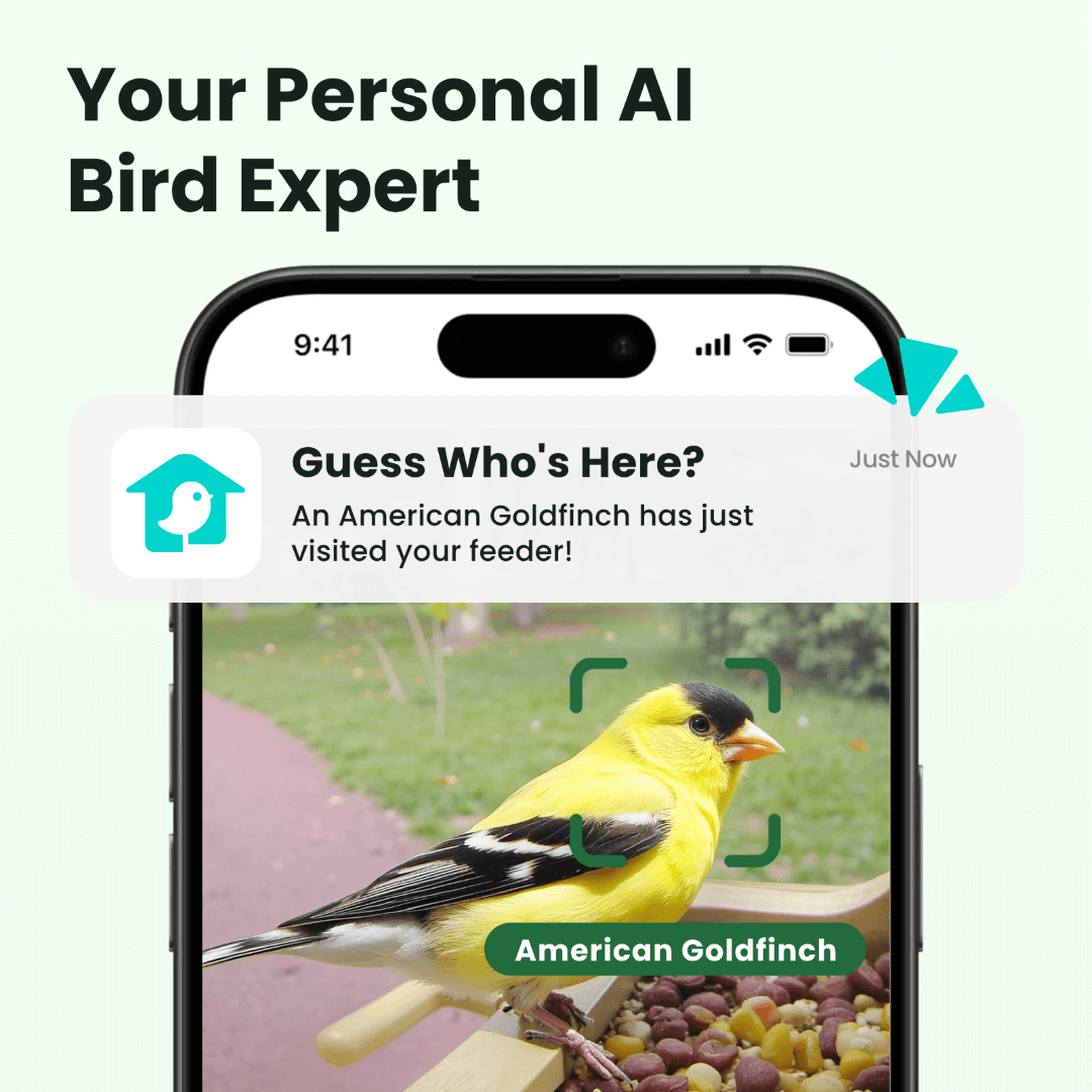 Birdfy Feeder Wood – Comedero Inteligente de Madera con Cámara