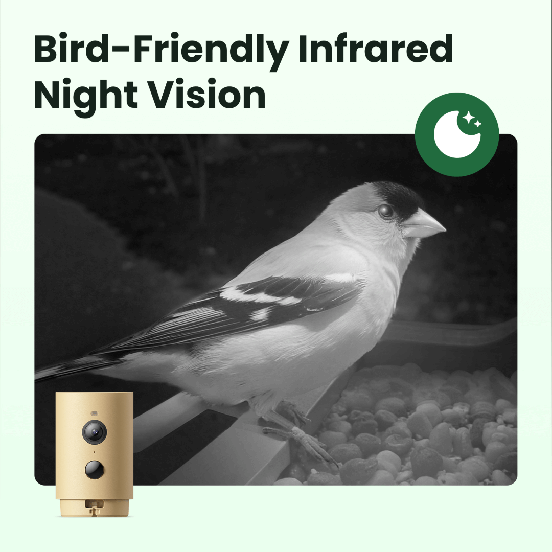 Birdfy Feeder Wood – Comedero Inteligente de Madera con Cámara