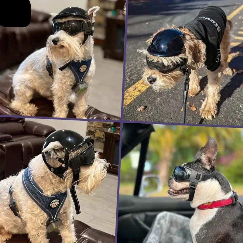 Casco para perros con gafas de protección ocular