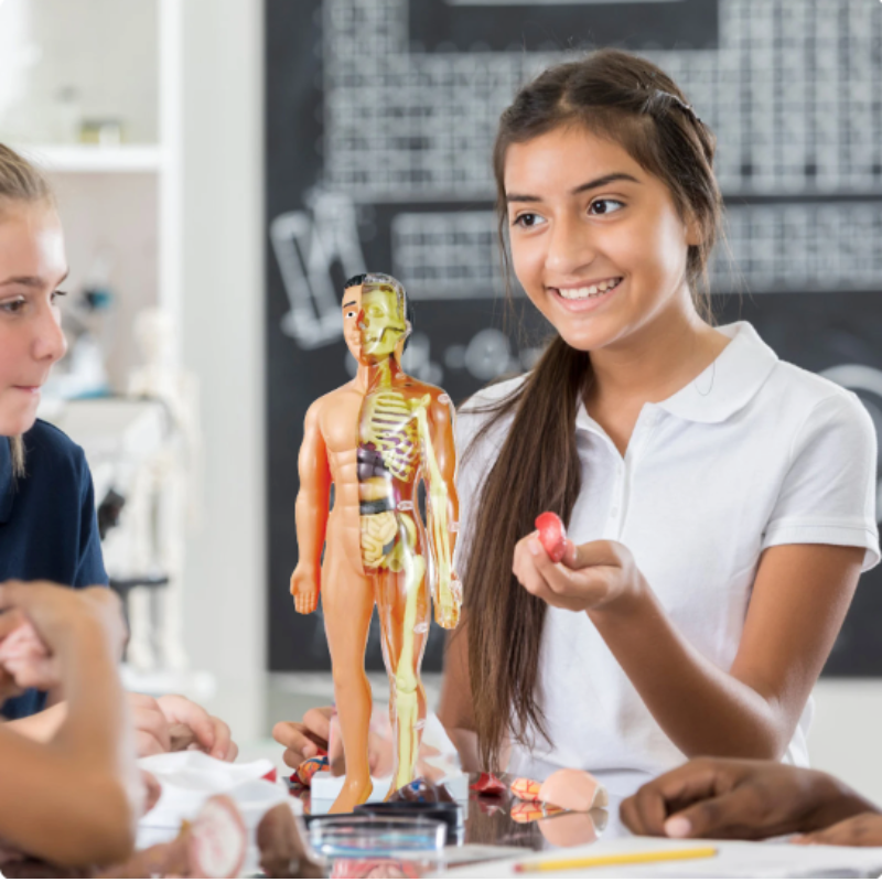 Kit de Modelo de Anatomía Humana para Niños para Aprendizaje STEM