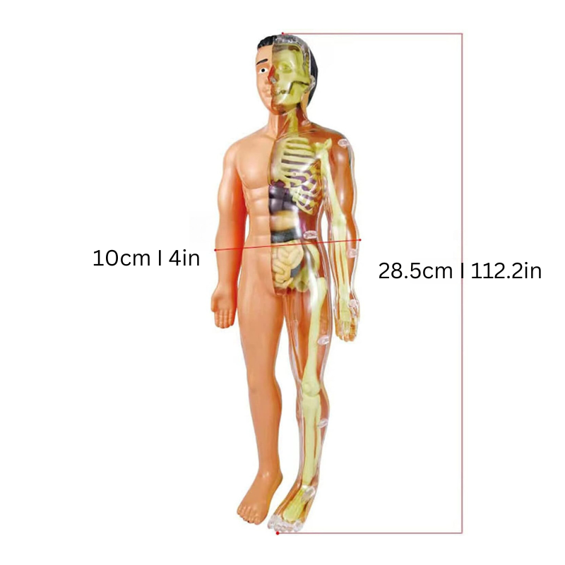 Kit de Modelo de Anatomía Humana para Niños para Aprendizaje STEM
