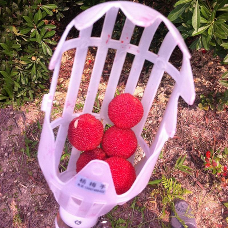 Recolector de fruta telescópico con cesta