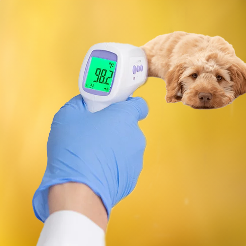 Termómetro sin contacto para perros con lectura de un clic