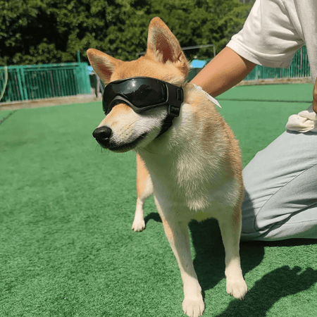 Gafas de protección para perro pequeño