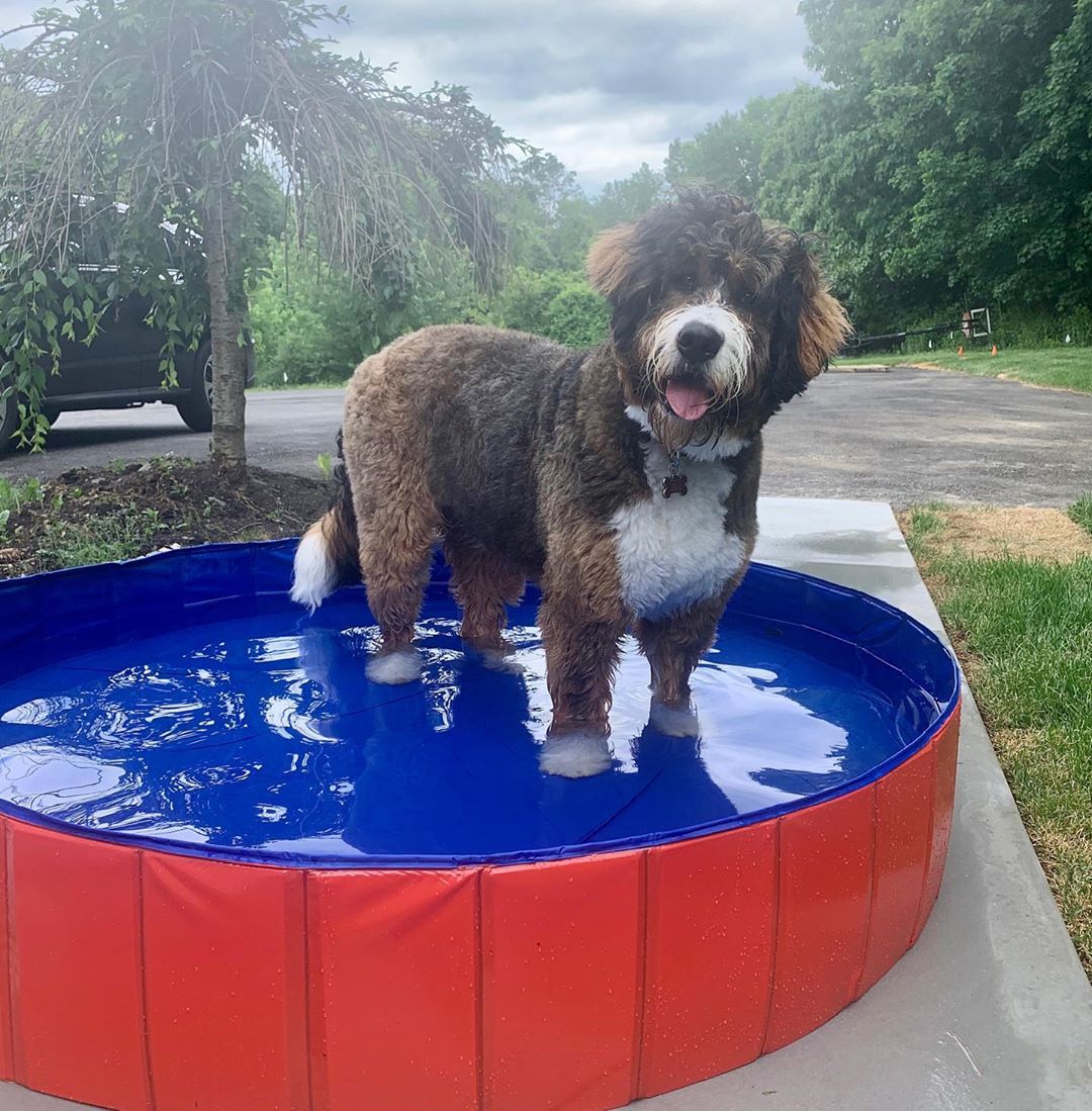 Piscina para perros plegable y portátil - uso en exterior y jardín